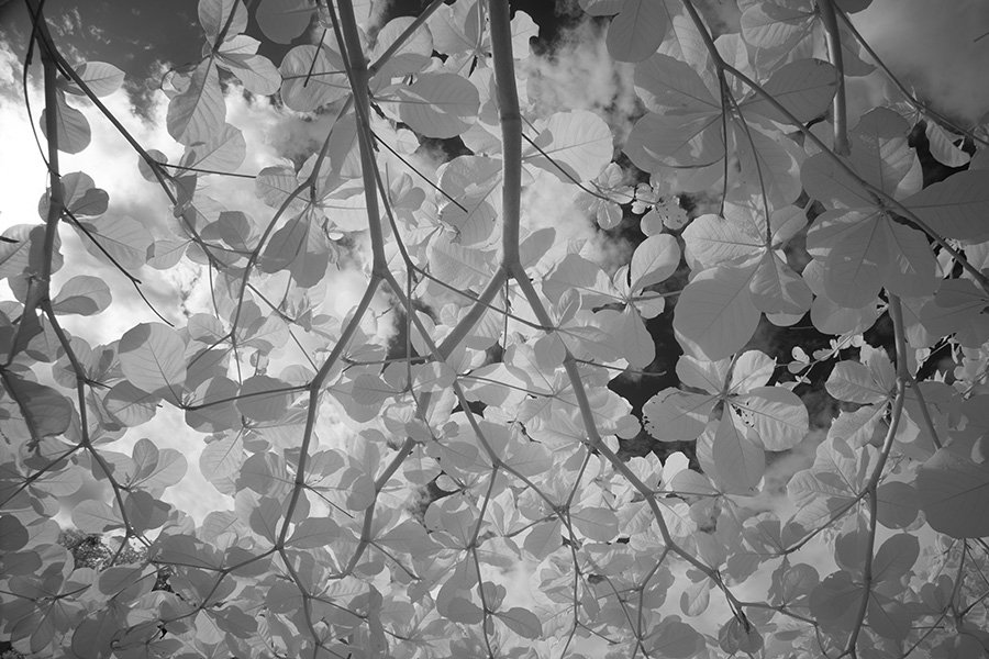 Backlit Infrared Photo of Tropical Tree Leaves.